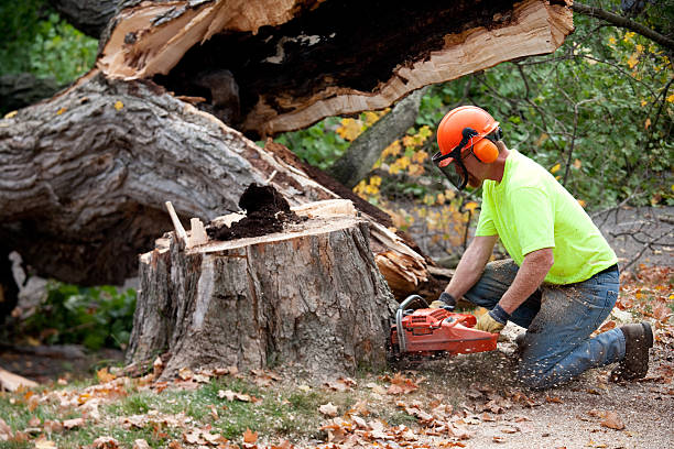 Best Tree Removal Near Me  in Winter Gardens, CA